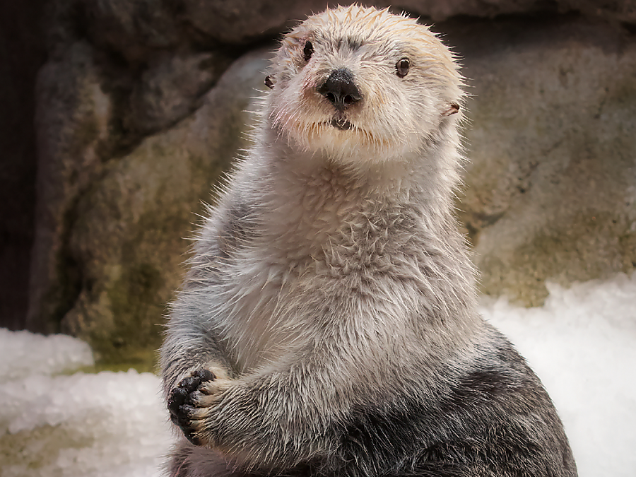 Handsome Ollie the Otter